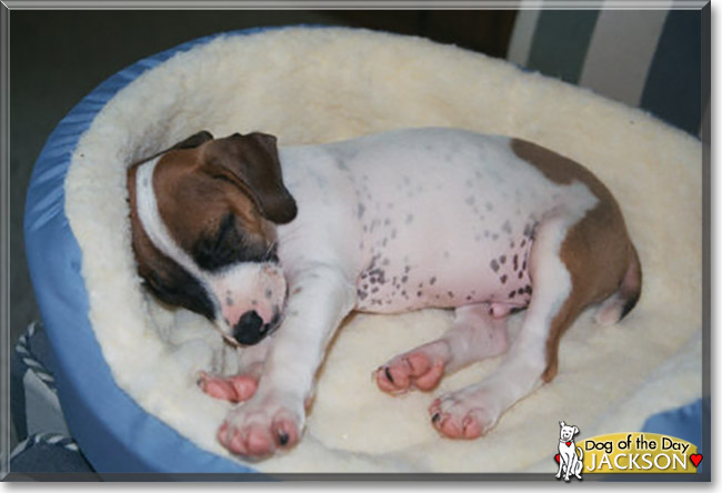 Jackson the Jack Russell Terrier, Rat Terrier mix, the Dog of the Day
