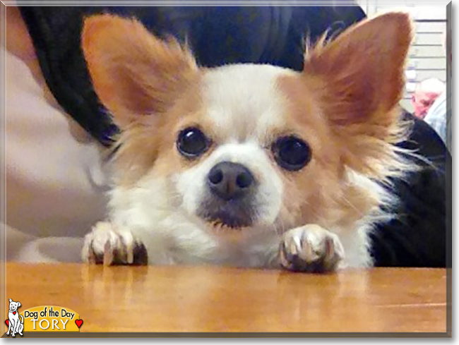 Tory the Chihuahua, the Dog of the Day