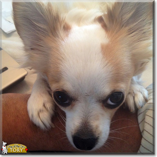 Tory the Chihuahua, the Dog of the Day