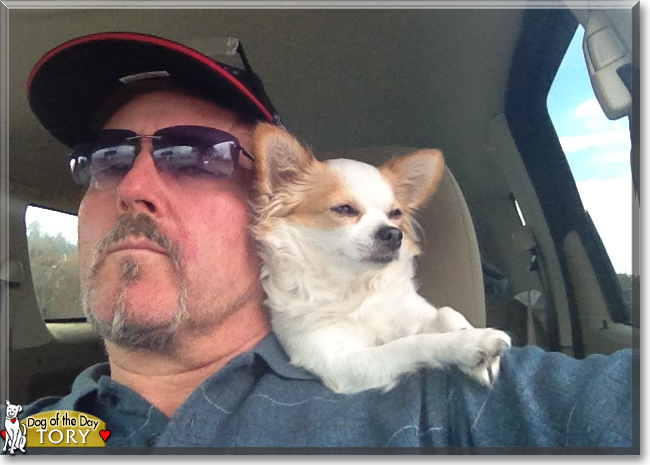 Tory the Chihuahua, the Dog of the Day
