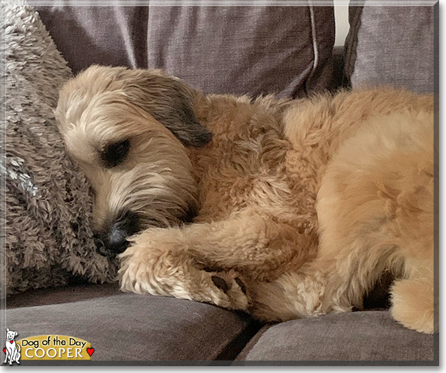 Cooper the Wheaten Terrier, the Dog of the Day
