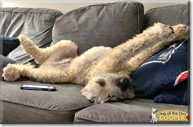 Cooper the Wheaten Terrier, the Dog of the Day