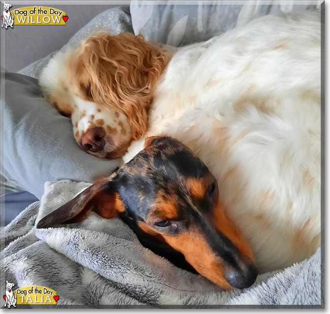 Willow the Cocker Spaniel and Talia the Miniature Dachshund, the Dog of the Day