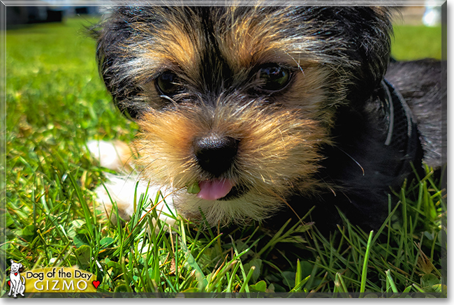 Gizmo the Shih Tzu, Yorkshire Terrier mix, the Dog of the Day