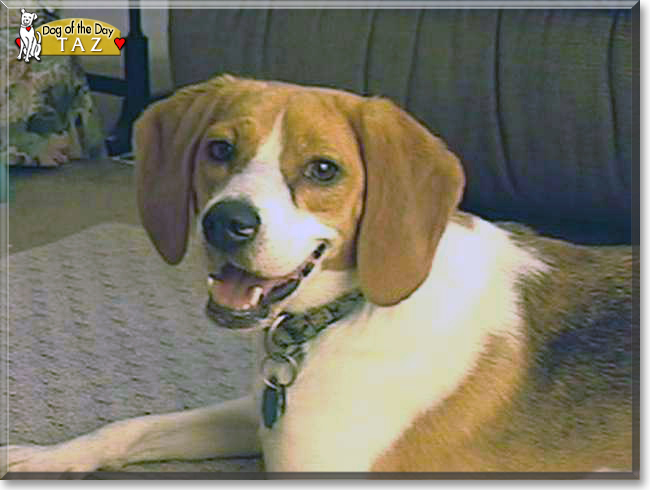 Taz the Beagle mix, the Dog of the Day