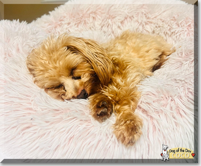 Coco the Yorkshire Terrier, Poodle mix, the Dog of the Day
