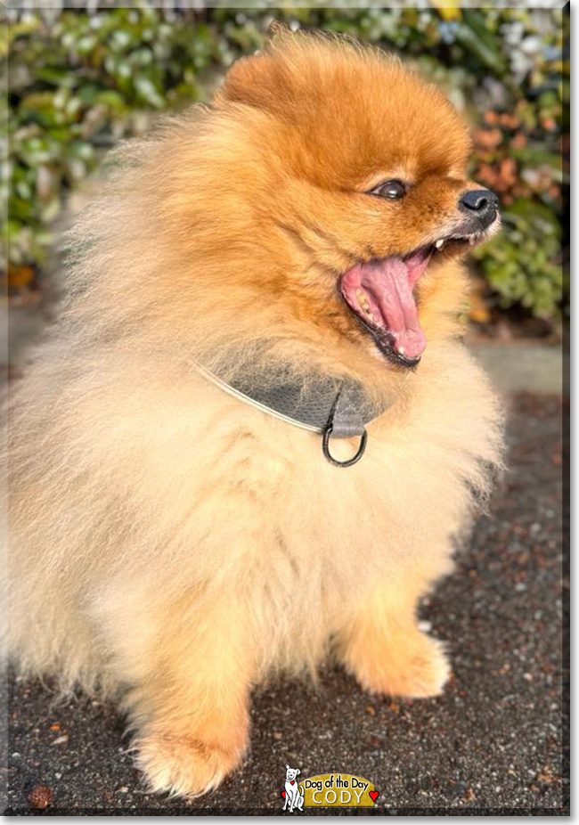 Cody the Pomeranian, the Dog of the Day
